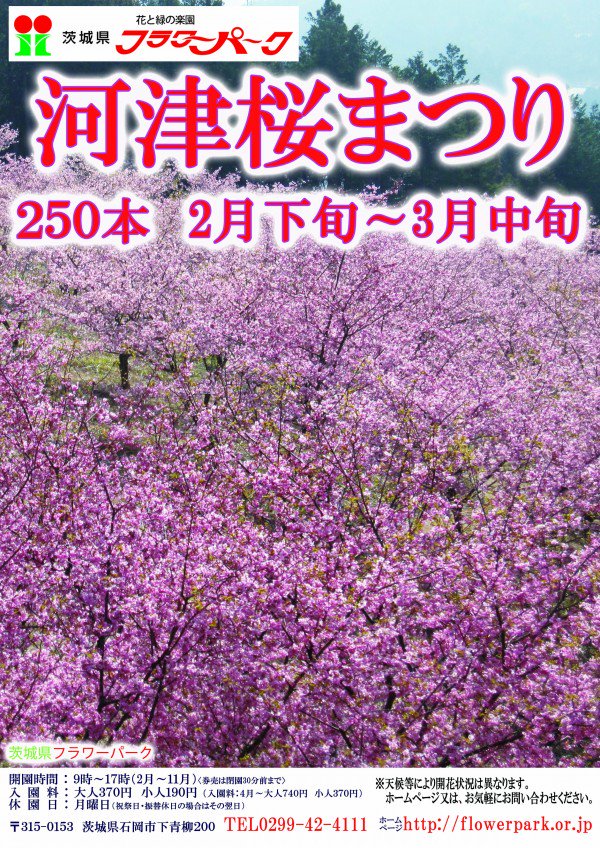 茨城県 河津桜まつり 茨城県フラワーパークでは 河津桜が約250本あります 既に見頃を迎えたものや 場所によってはまだつぼみのものまであります ぜひお越しください 詳しくは T Co N6sdr9sqoc T Co Krgepzoiut Twitter