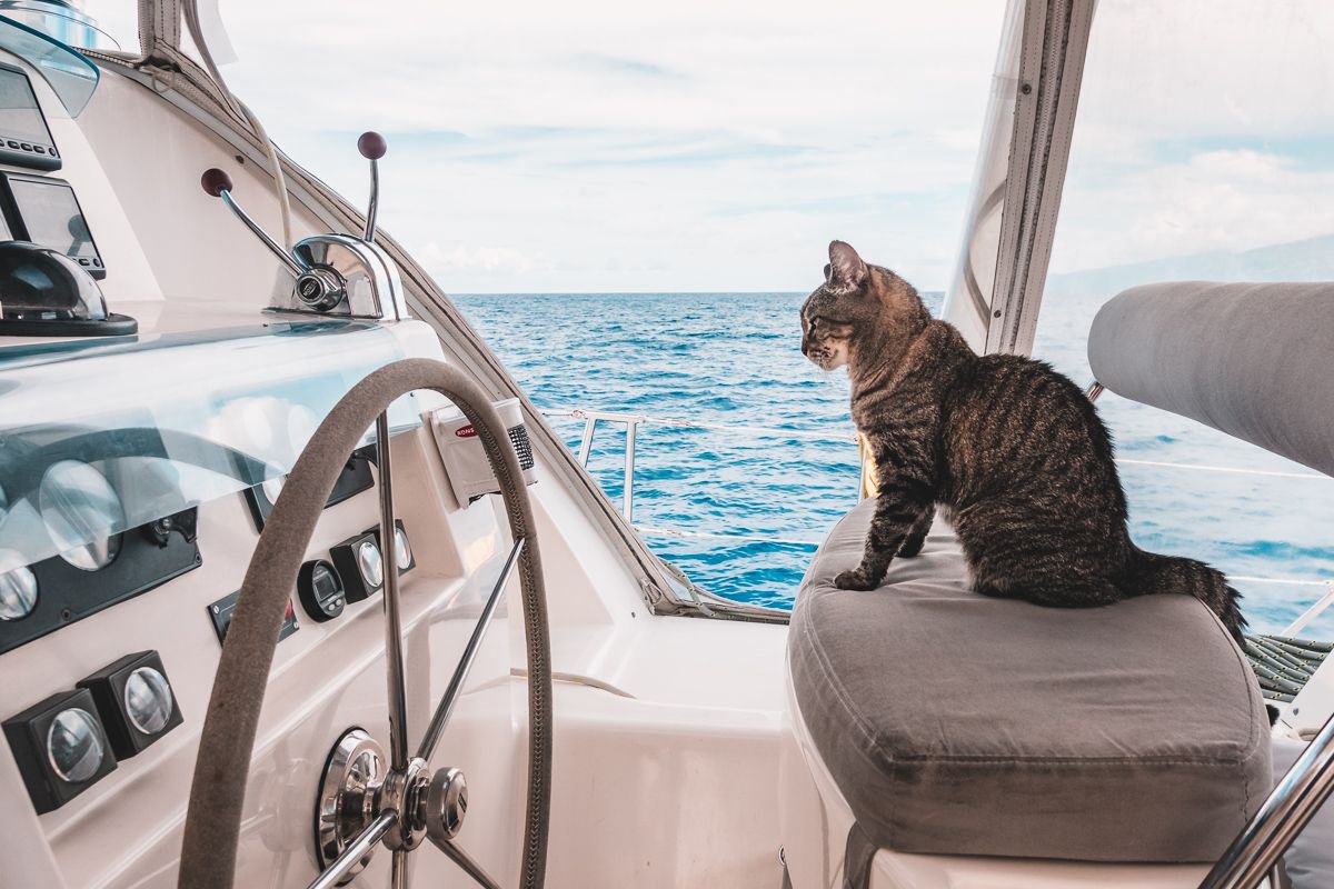 Who needs thumbs when you have mind control. 🗲 🐱