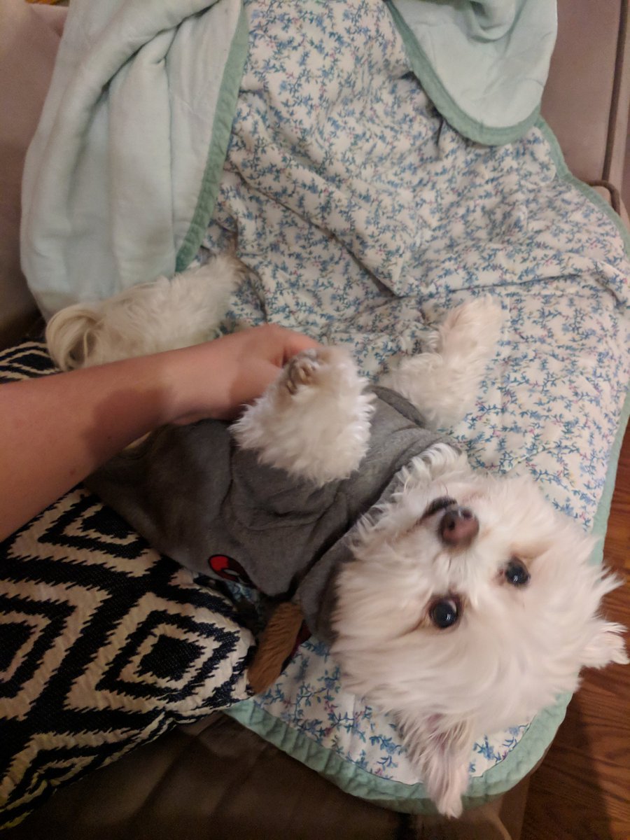 Casey_Case42's tweet photo. @kimdarche Good answers tonight everyone! The world's cutest dog and I enjoyed reading all of them! #aedu209trolls https://t.co/PwfFngPCrb