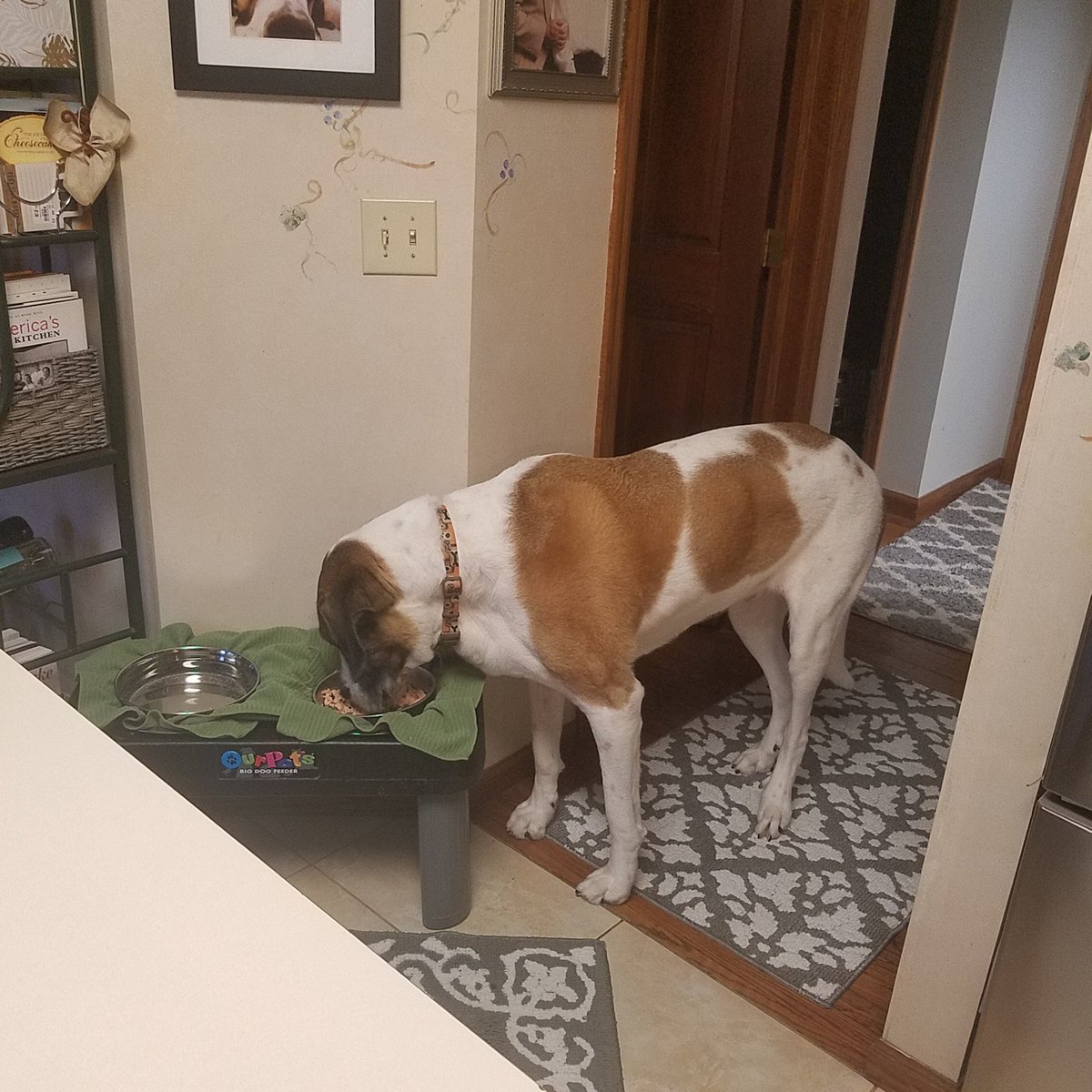 KathyWoodhood's tweet image. Made some fresh salmon today for Mr. Ted. Sometimes he&apos;s fussy and pretends he&apos;s not interested. I have to say:
&quot;Don&apos;t make me tell Chelsea!&quot;(our daughter who trained him &amp;amp; takes zero crap).
He ate.
#FirstWorldDogProblems