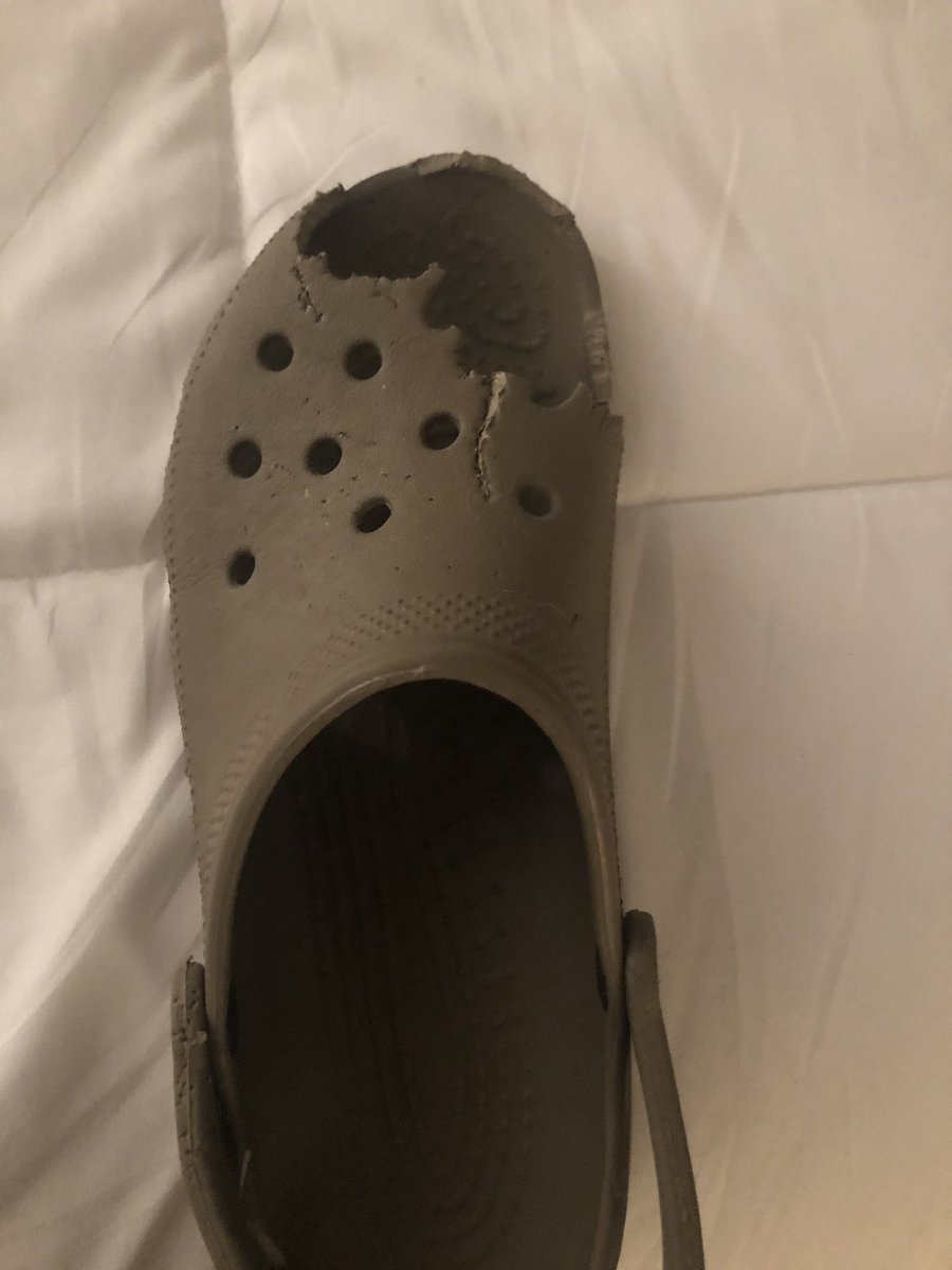 unionjack_lab's tweet photo. Introducing my summer shoe collection. I prefer open toes Crocs. If you would like me to chew you a pair please place your order. https://t.co/ZEpRekXObe