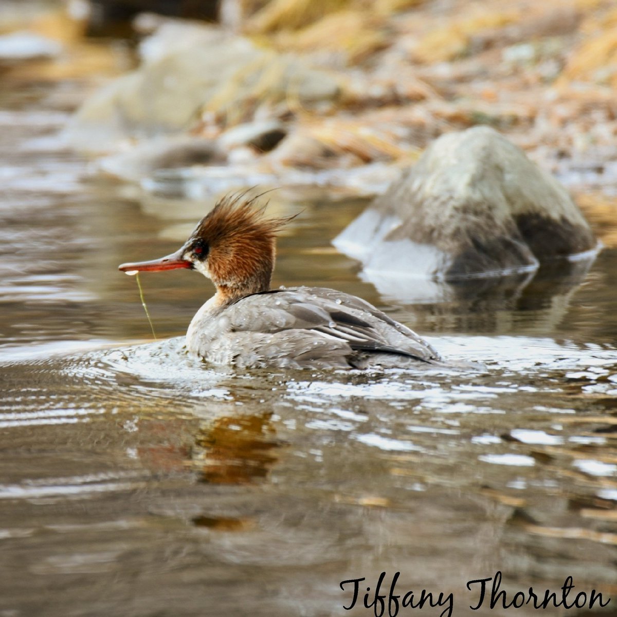 Spinthemap's tweet image. Spring is in the air! Common female Merganser out on the pond today. #birdsofinstagram #birding #birder #nature #photography