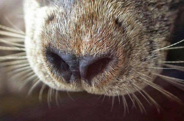 NEAQ's tweet photo. This harbor seal snoot is dedicated to anyone who really needed a Tuesday afternoon pick-me-up. via Instagram https://t.co/oc6a1lIDFJ https://t.co/4sNpmfy1F9
