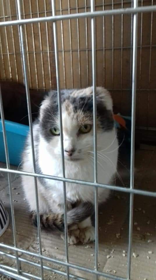 Respectons's tweet photo. 🆘️ #URGENCE #FA ⚠️
Nous recherchons plusieurs #familles d'accueil afin de pouvoir continuer nos #sauvetages ! Idéalement des familles dans le #dep89 #sauvetage #chat #chaton #animaux #associations #protectionanimale #causeanimale Mathilde ☎️ 0783262471 #Merci du RT https://t.co/MhN3q9w1I7