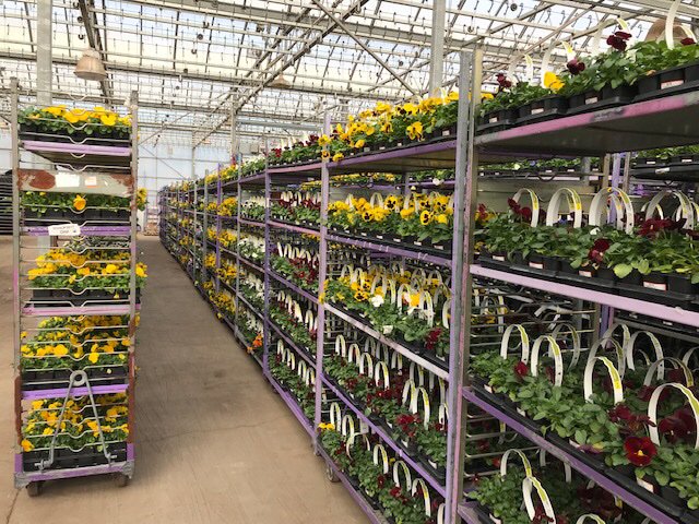 Bell Nursery tweet media