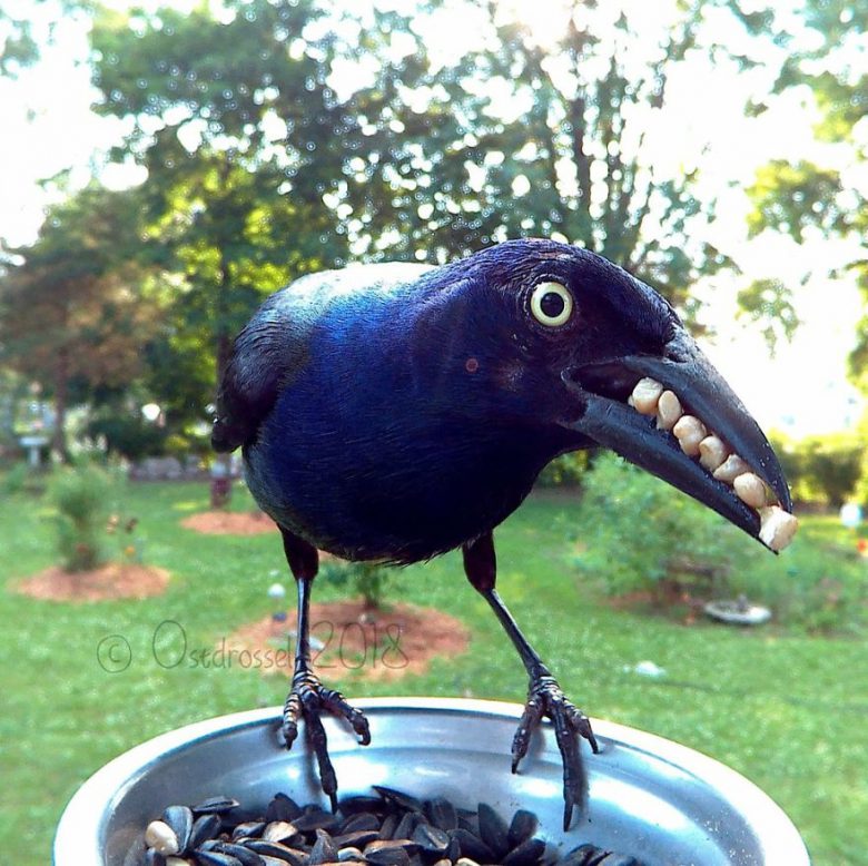 omgblog's tweet photo. OMG, woman sets up photo booth for all the visiting birds in her yard https://t.co/5RAwddt1DI #birds #gallery #ostdrossel https://t.co/9CkigKMOeL