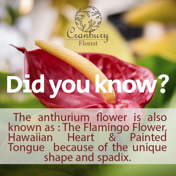 The name Anthurium is Greek, meaning "Tail Flower" #flowers #Flowersofinstagram #flowerstalking #flowerslovers #flowershop #flower #flowerbouquet #flowerlove #floweroftheday  #flowergram #flowerstagram #flower_daily #flowerpower #flowery #flowermagic #flowerlover #flowerlove