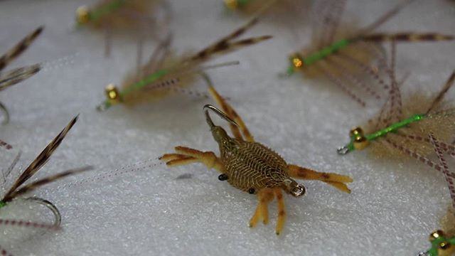 RHarvey_ukflies's tweet photo. Little #6 #Alphlexo Flexo crabs heading to the Seychelles to be fed to a few permit and triggers.. #saltwaterflies #saltwaterflytying @keithroseinnes @alphonsefishingco #permitflies #bonefishflies #triggerfishflies #fishwithteeth #rupertharveysflies https://t.co/Hvud3V6DVv https://t.co/pCQFT8OtlD