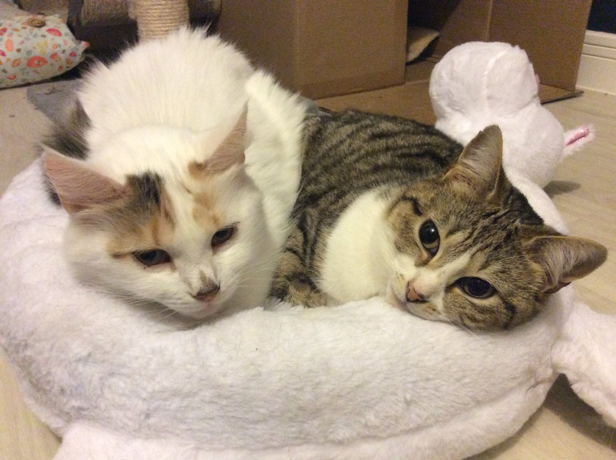 catsinoxford's tweet photo. Persephone and Nike are looking for a home together this #ReHomeHour Approx 3-4 years old and very bonded they come with their very own unicorn 🦄 bed #CatsOfTwitter https://t.co/2a1OkQzsUj