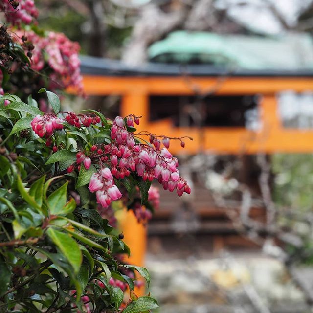 #アセビ #馬酔木 #japaneseandromeda #恵心院 #寺 #temple #京都 #kyoto #オリンパス #olympus #olympusomdem10 #omdem10 #omd #em10 #2019 ift.tt/2HgFfOQ