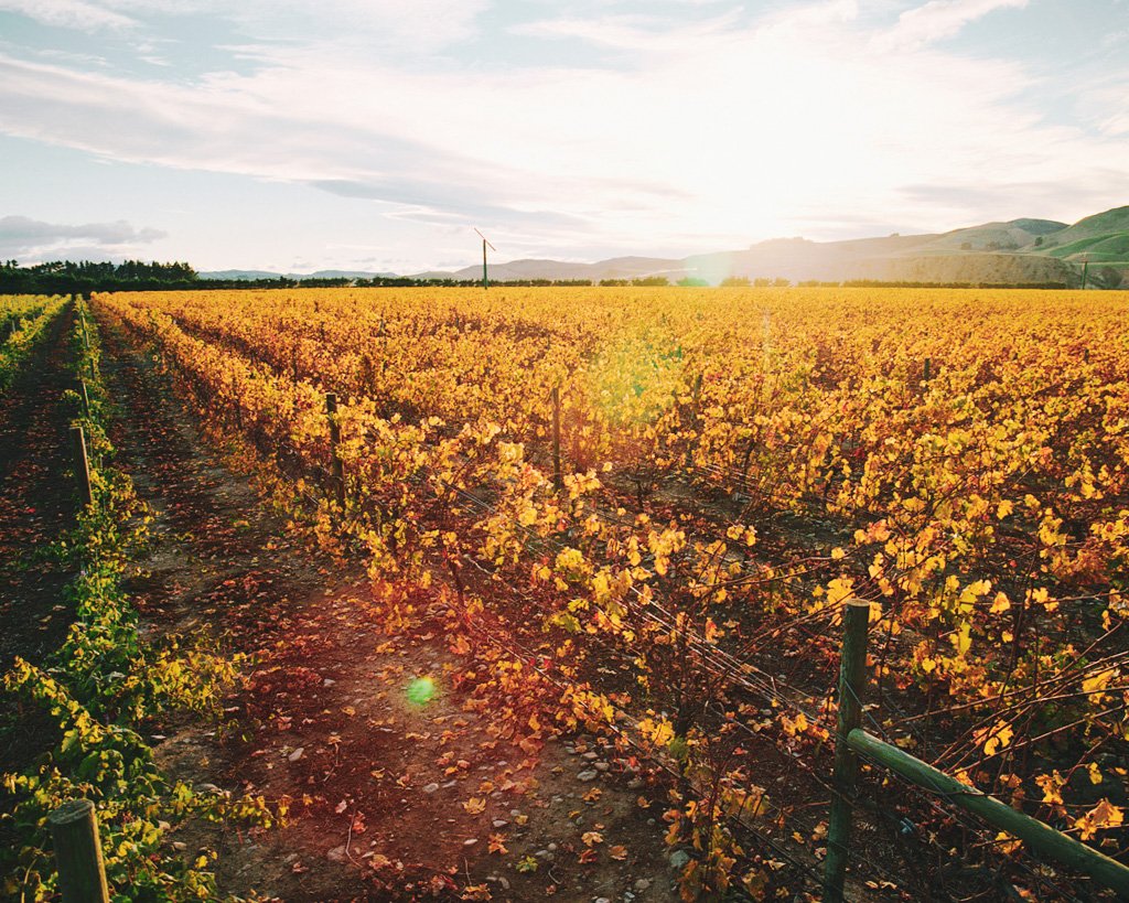 New Zealand Wine tweet media