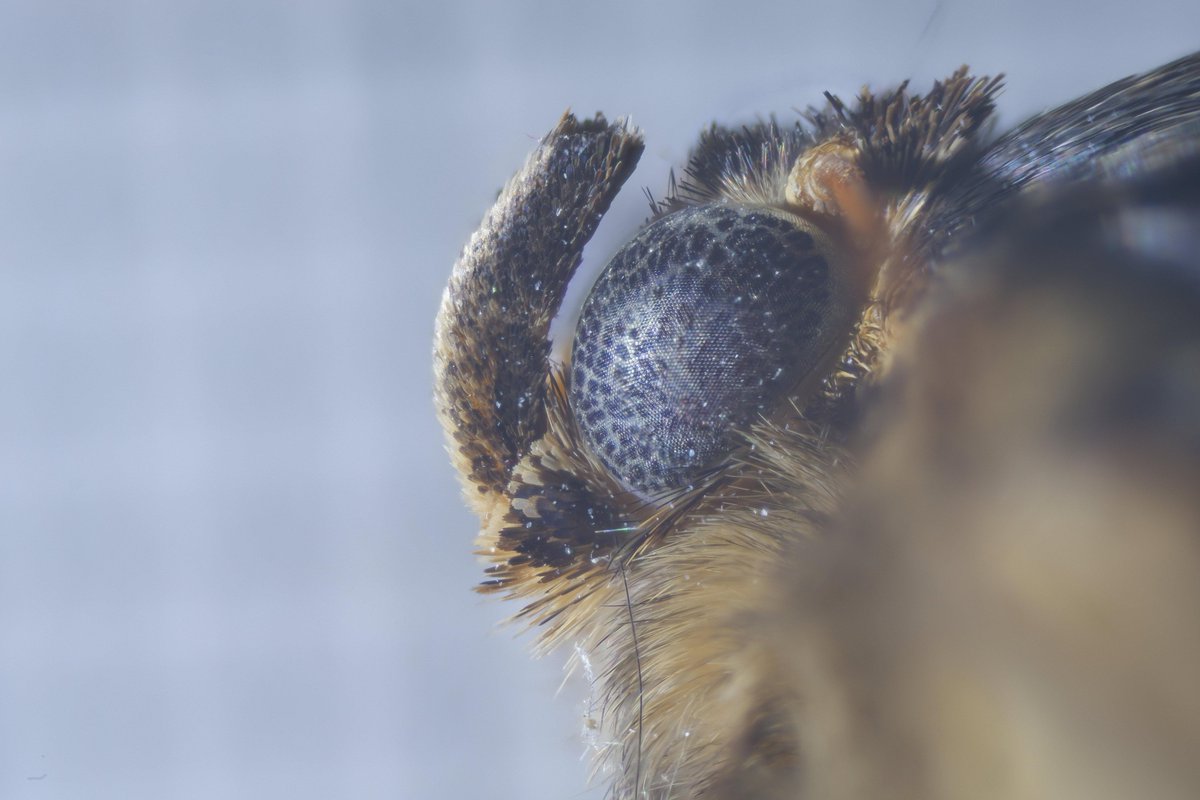 Jane Thomas tweet media