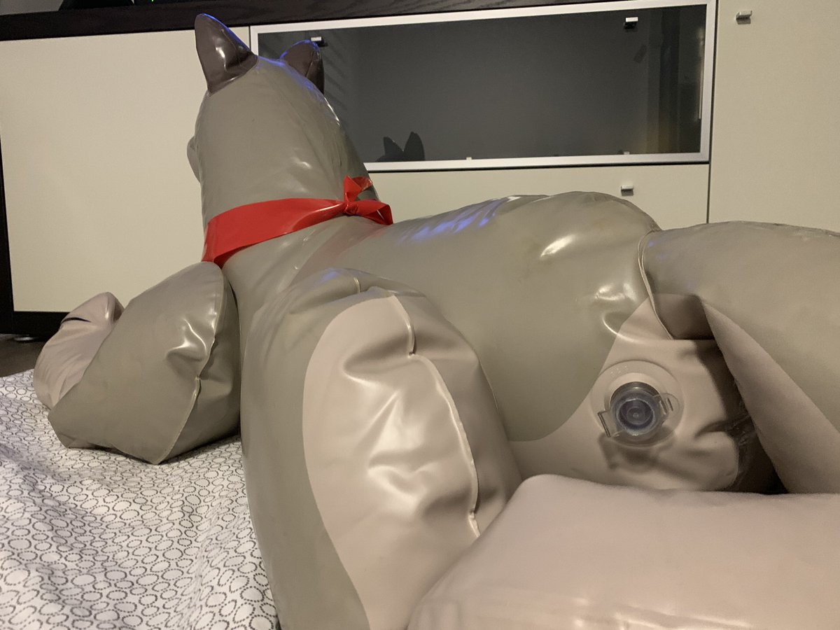 Squeaky_Gray's tweet photo. Love this little cutie so much :3 #inflatable #squaky #aufblasbar #pooltoy #wolfdog #balto #dog #customtoy https://t.co/kA6VkXS1PT