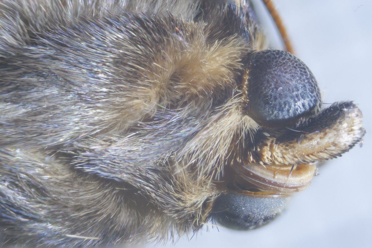 Jane Thomas tweet media