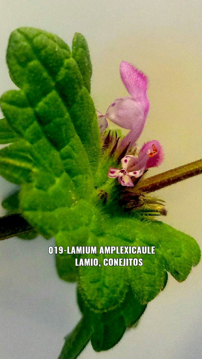 elpicapedrero's tweet photo. 019-Lamium Amplexicaule
Lamio, Conejitos
#019 #Lamium #Amplexicaule
#Lamio #Conejitos
Cascante Flores Plantas
Huertoto
#Cascante #Flores #flower #plants #crassula
#invierno #Huertoto
#crasas #cactus #suculentas
#cactus #succulent
#Photography #Fotografia https://t.co/fBKzUXOeBp