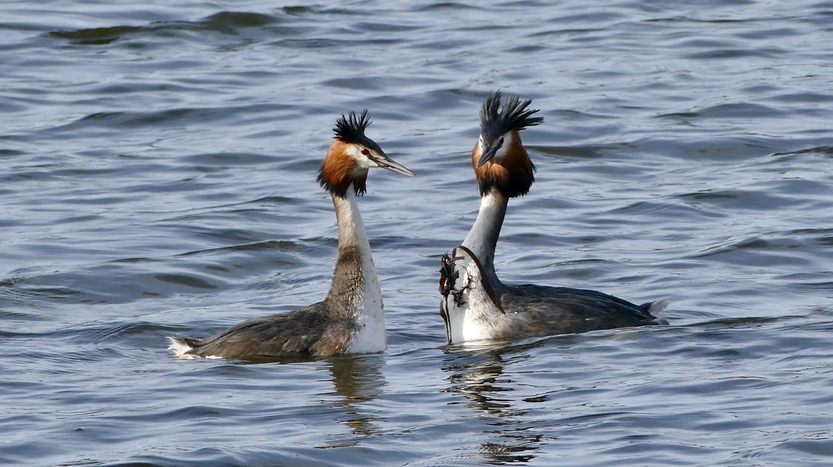 Great crested grebe - Haubentaucher bei der Balz

#haubentaucher #greatcrestedgrebe #Podicepscristatus