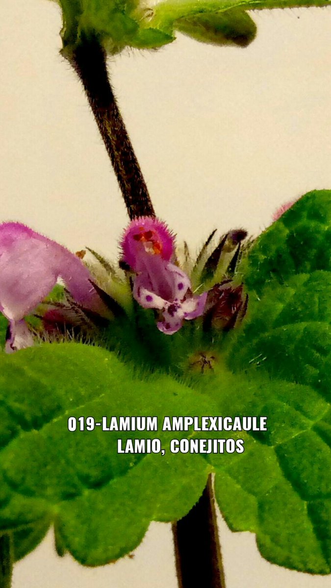 elpicapedrero's tweet photo. 019-Lamium Amplexicaule
Lamio, Conejitos
#019 #Lamium #Amplexicaule
#Lamio #Conejitos
Cascante Flores Plantas
Huertoto
#Cascante #Flores #flower #plants #crassula
#invierno #Huertoto
#crasas #cactus #suculentas
#cactus #succulent
#Photography #Fotografia https://t.co/fBKzUXOeBp