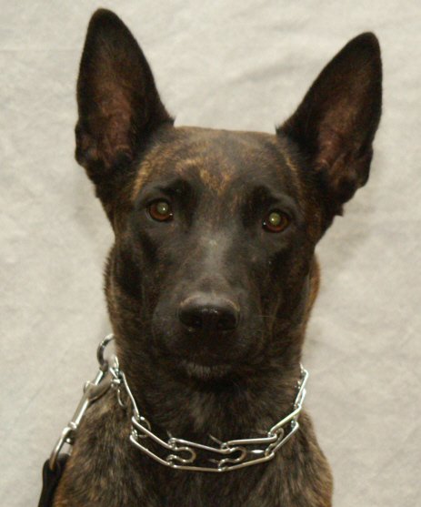 FresnoSheriff photo