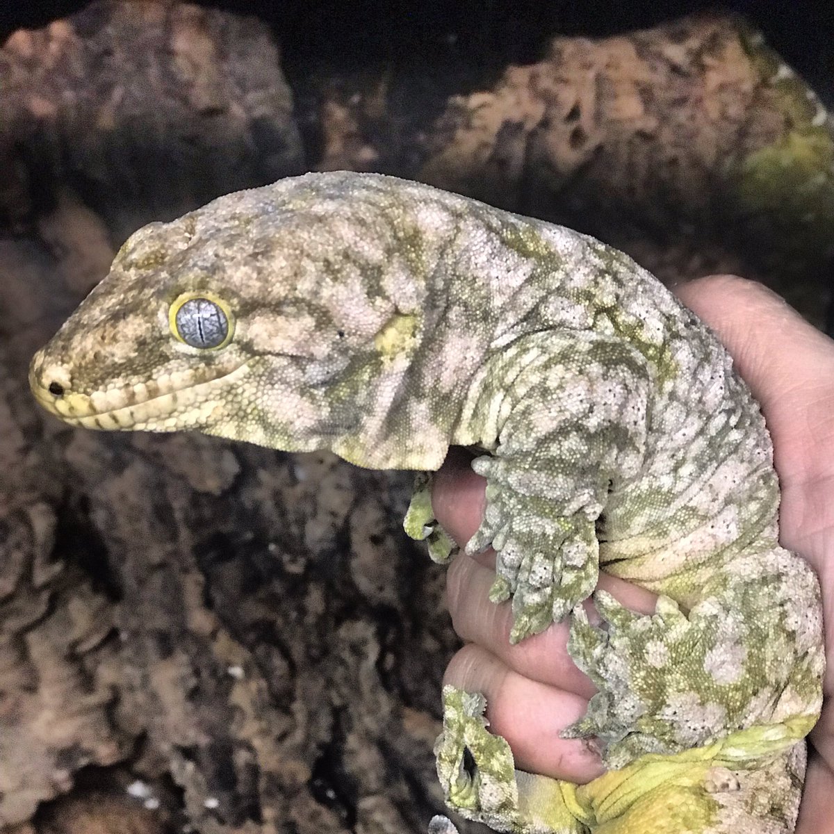 Let me say it for you .... “WOW” #GiantGecko #Leachie #wow