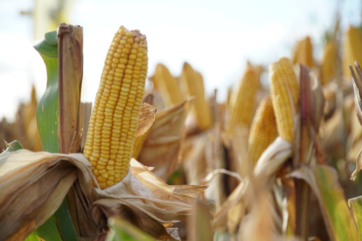 Expoagrocom's tweet photo. Nidera Semillas, el #SemilleroOficial de #Expoagro2019, cuenta con cuatro híbridos de maíz sembrados en dos fechas y con diferentes densidades. Incluye el lanzamiento de NS 7818 VIP3, con la mejor tecnología sobre el control de plagas para el cultivo de maíz. @niderasemillas https://t.co/rrAKLqurED