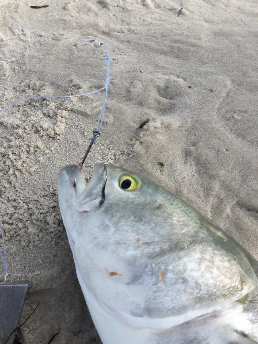 ReelMaxLife's tweet photo. I just got a report of bunker off the beach of IBSP it might be worth it to go out and try for some blues https://t.co/aROICRRxWh