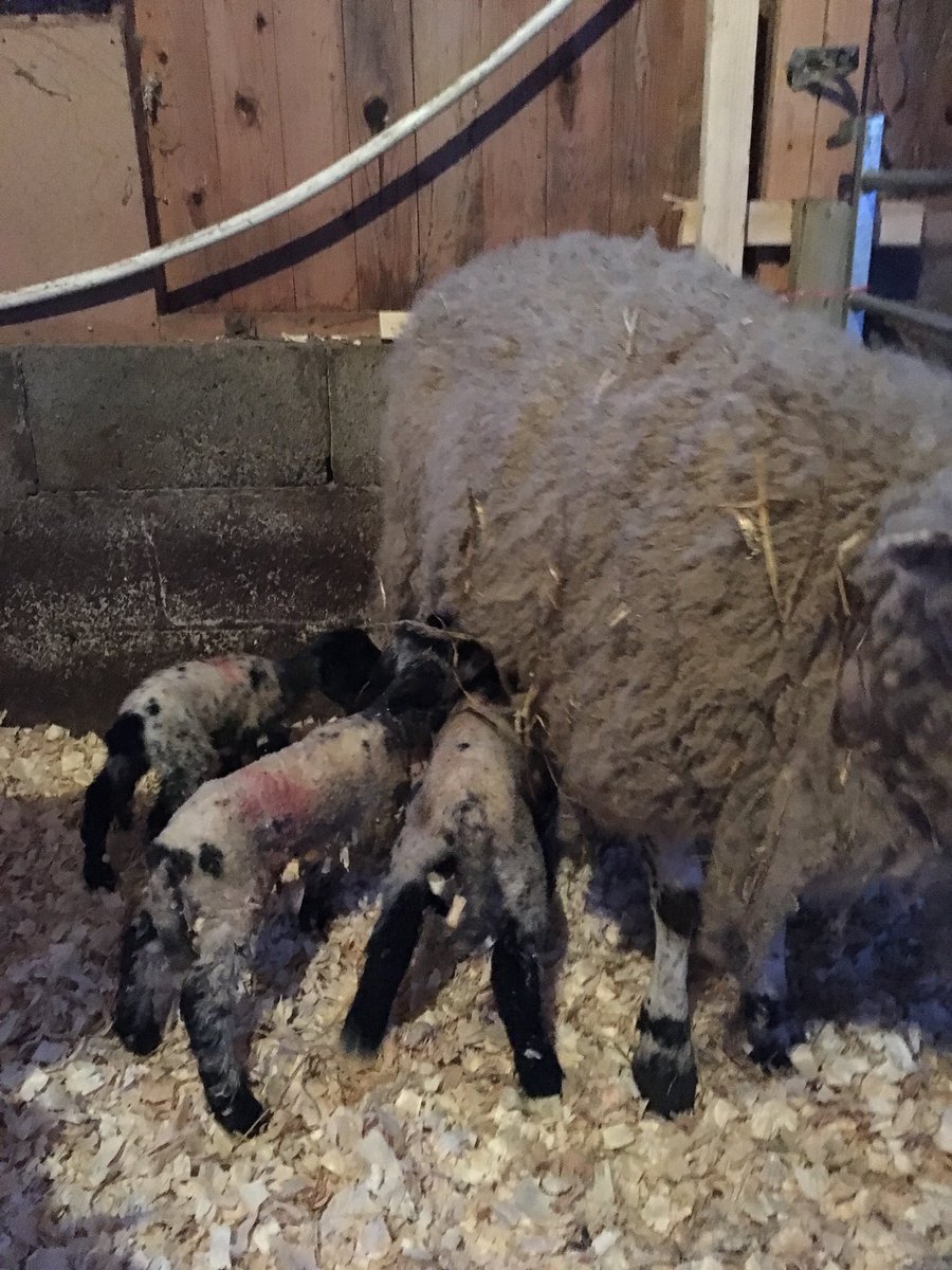 So that’s a set of triplets then. #LAMBING19. 2 twins, 1 single and a triplet all in just 1 day of lambing.