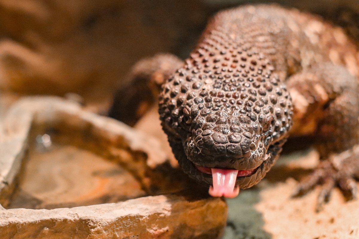 ChattanoogaZoo's tweet photo. Happy #TongueOutTuesday from our Mexican beaded lizard! https://t.co/KEtyaRnEHv