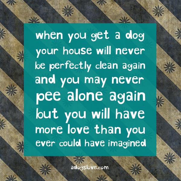 A life with dogs............#BarkingMadCotswolds #dogsitting #homedogboarding