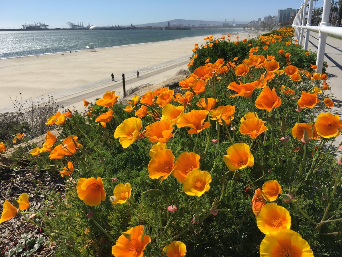 KayteDeioma's tweet photo. #Poppies blowing in the #wind and #DTLB obscured by blowing sand on my midday #LongBeach stroll #mydayinLB #mydayinLA #welcomebacksun #sandinmyeyes #beachwithbenefits https://t.co/Eg6xKXnQpO