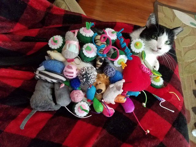 Luv Kittens Daily tweet media