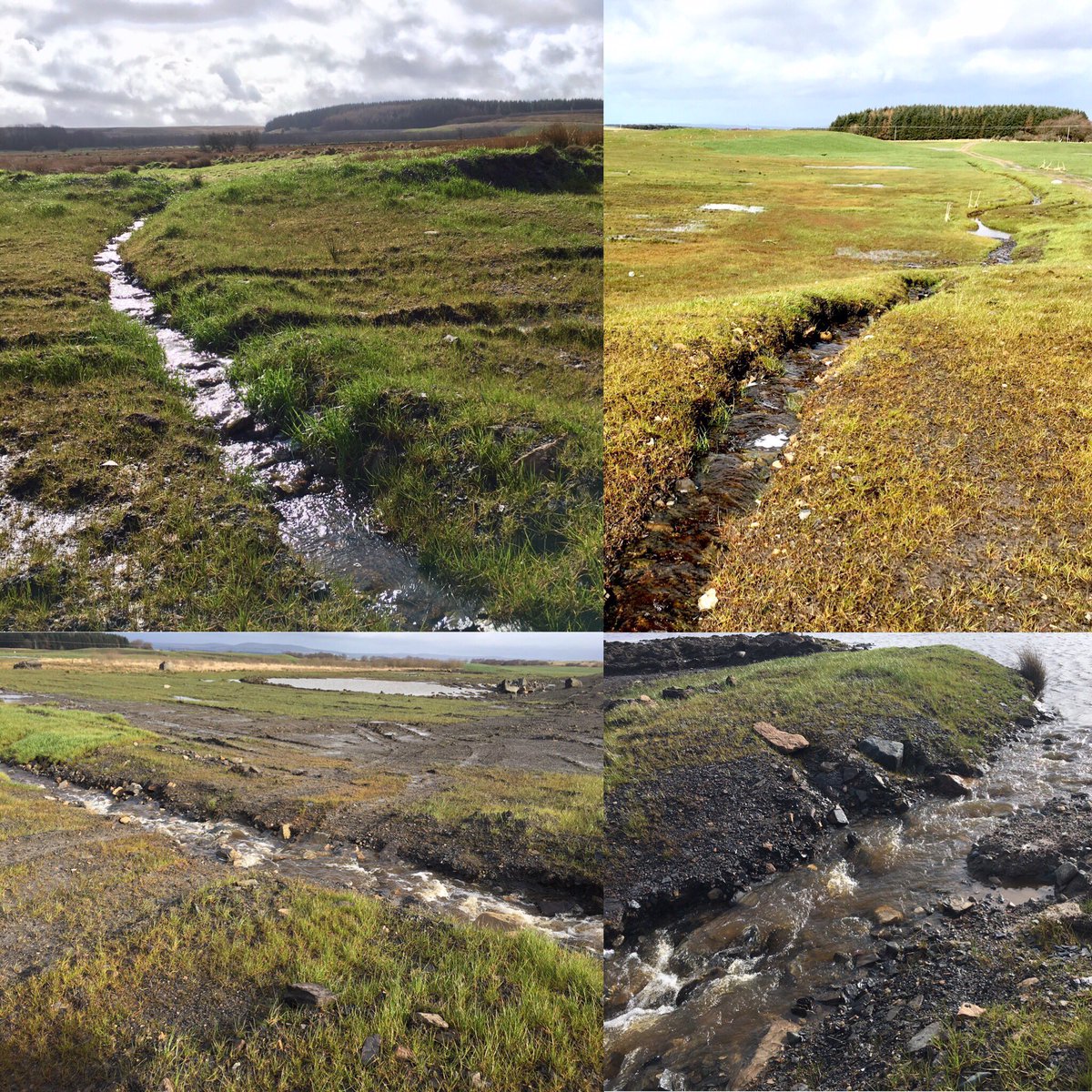 Great to see impressive landscape restoration work on former opencast coal sites.Striking differences in areas sown with upland grasses/seed &amp; fertiliser/untreated areas.Opportunities to enhance for biodiversity🤔🌼🐝🐟Wildlife:Roedeer,Hare,Whooper swans&amp; leucistic (Canada?)goose