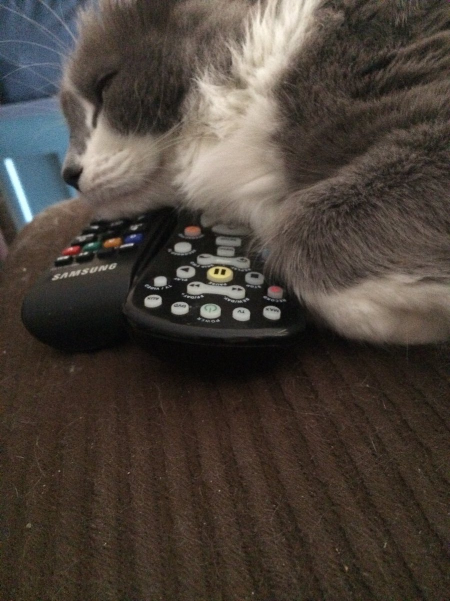 lotrhobbit6's tweet photo. Lol. Scarlett, my cat, has claimed the remotes as her own. Oh what ever shall I do?  Oh 🤷🏼‍♀️ but she’s just so cute! https://t.co/0IR6kjNL08