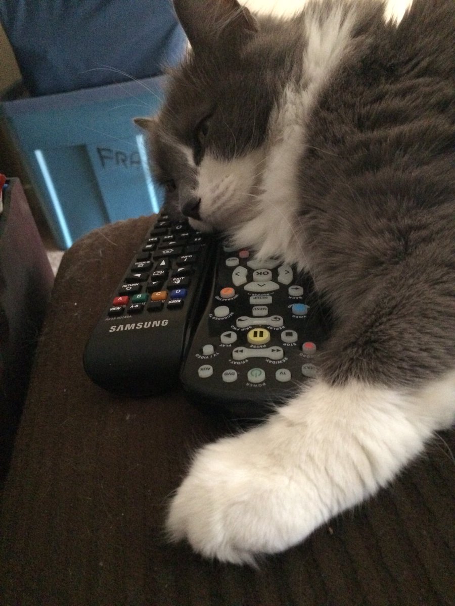 lotrhobbit6's tweet photo. Lol. Scarlett, my cat, has claimed the remotes as her own. Oh what ever shall I do?  Oh 🤷🏼‍♀️ but she’s just so cute! https://t.co/0IR6kjNL08
