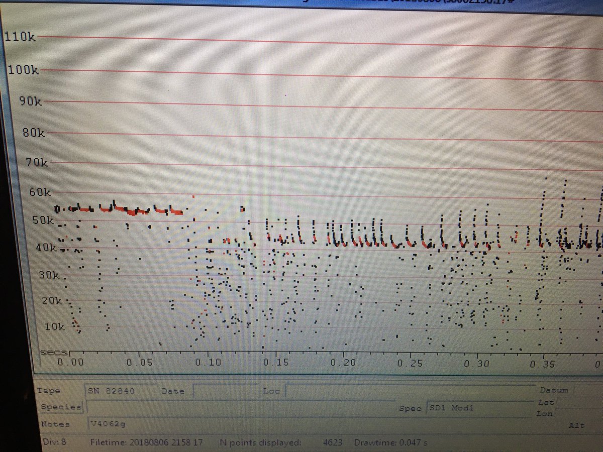 HelenHamilton10's tweet photo. Love it when the #pipistrelle #bats are easy to separate! Nearly analysed all the Derbyshire #batmap data I collected for @derbyshirebats last year. Got 7 species minimum, including rare Leisler’s! https://t.co/MWB6D5uXXL