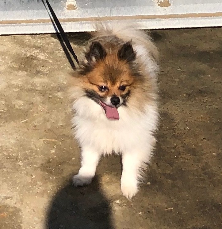 Carrboro PD on Twitter "**UPDATE ** Snickers has been returned! Thank you everyone for your