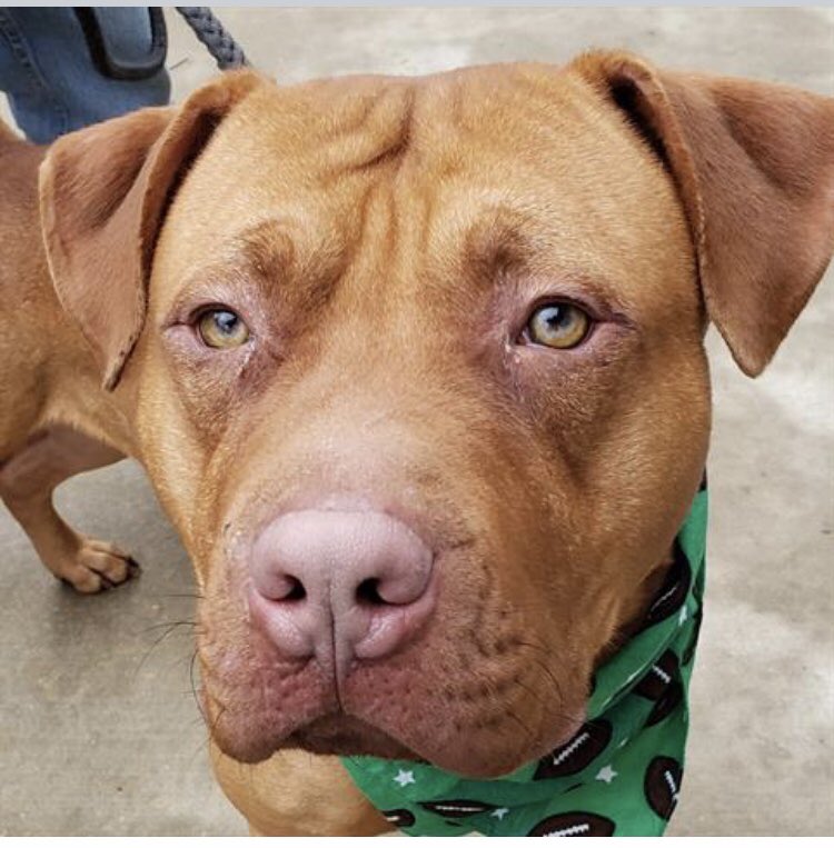 reddogsusie's tweet photo. #TN #MEMPHIS
🆘🆘WITH HIS DREAMBOAT FACE Jimmy Ray is now CRITICAL! 2yo boy hw+ a beautiful big red dog with nice manners, he is desperate to be loved & for a new home! Pls someone go & save this gorgeous boy before it’s too late! #ADOPT #PLEDGE #A311402
https://t.co/HLbWvMVXAZ https://t.co/wqRBgJoR9F
