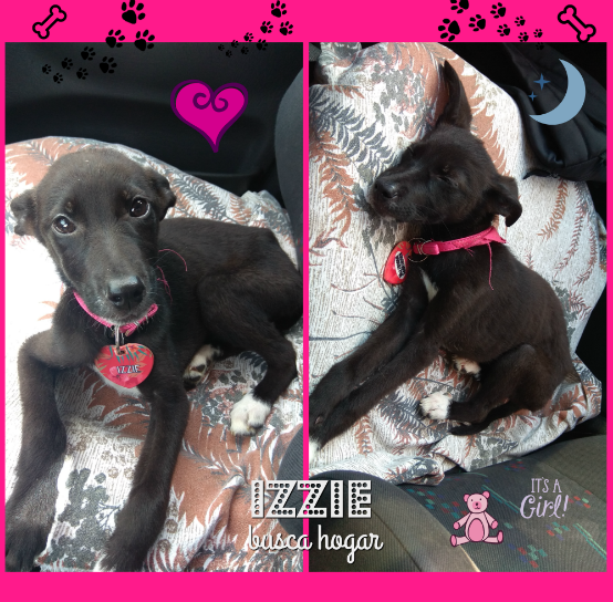 #IzzieBuscaHogar 🐶 Hembra cachorra de 6 meses aprox. Gasto cubierto para próxima castración. Inquieta y muy compañera. Zona Oeste GBA (González Catán, La Matanza) 
Contacto: 📞1139363604
#AdoptaNoCompres #PichichoBuscaHogar