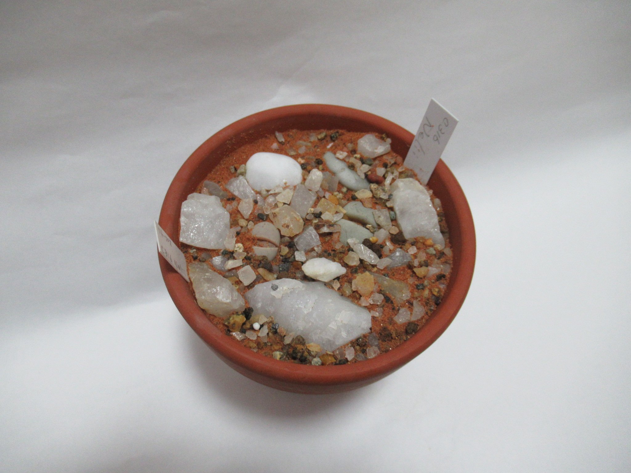 たわし集め Tawashi Atsume 休止中 Dmくだされば反応します 多分 Lithops Ruschiorum Nelii 留蝶玉 C316 Near Cape Cross Namibia 石に擬態する多肉植物 リトープス この種類 は葉が丸くて白く 白い小石のよう 鉢には2個体います 種類によって