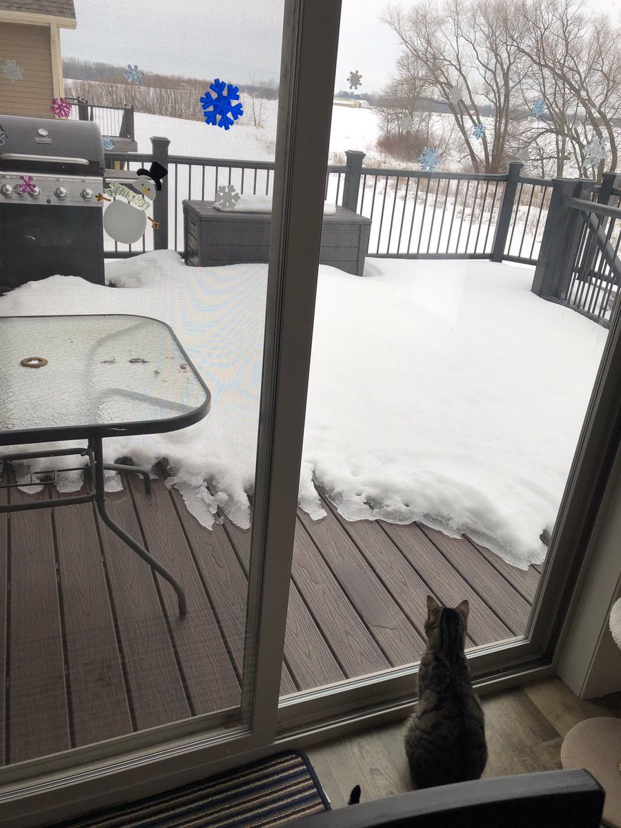 PurrfectPair's tweet photo. Been watching the snow melt for an hour. Fascinating!!!! #wisconsinwinter #isspringhereyet? #CatsofTwitter https://t.co/dvWhBNiDsA