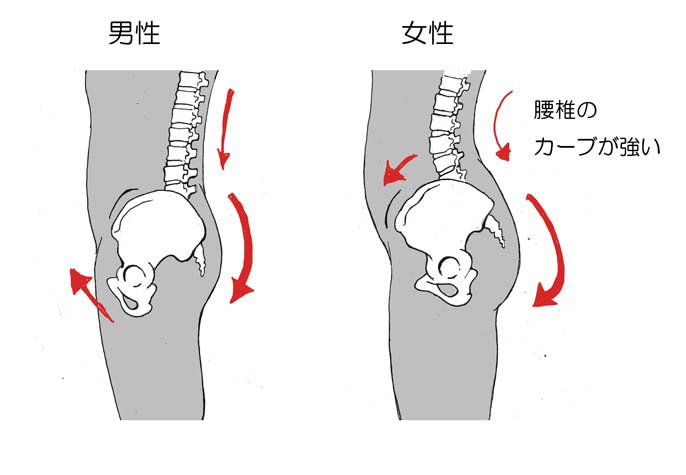 川崎悟司 V Twitter 骨盤のヤツ リツイート いいね たくさんありがとうございます 今度は骨盤の側面から見た図です 男女では背骨の 腰椎 のカーブが違うので 腰椎につながる骨盤の傾きも変わります なので男女でヒップラインに違いが出てきます