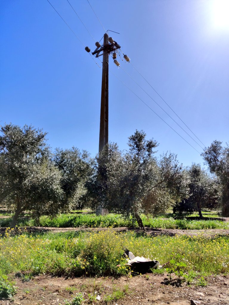 MartaAcacio's tweet photo. Start of week 2 with my first dead #whitestork under a powerline. Although the pylon was "protected" there was still an attempt to build a nest. It's urgent to correct powerlines and to find better ways to avoid electrocution and collision of birds. #ornithology @innovationatEDP https://t.co/yq2BvLMBf6