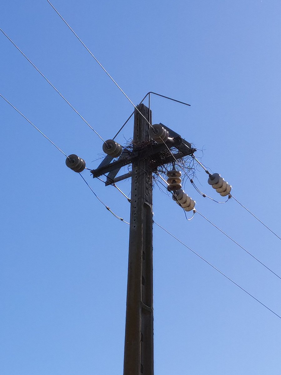 MartaAcacio's tweet photo. Start of week 2 with my first dead #whitestork under a powerline. Although the pylon was "protected" there was still an attempt to build a nest. It's urgent to correct powerlines and to find better ways to avoid electrocution and collision of birds. #ornithology @innovationatEDP https://t.co/yq2BvLMBf6