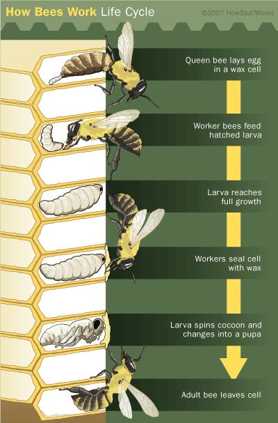 preserve_bees's tweet photo. how bees work life cycle https://t.co/pRvsiFnXFE #honeybee #honeybees https://t.co/gG8A99CPQS
