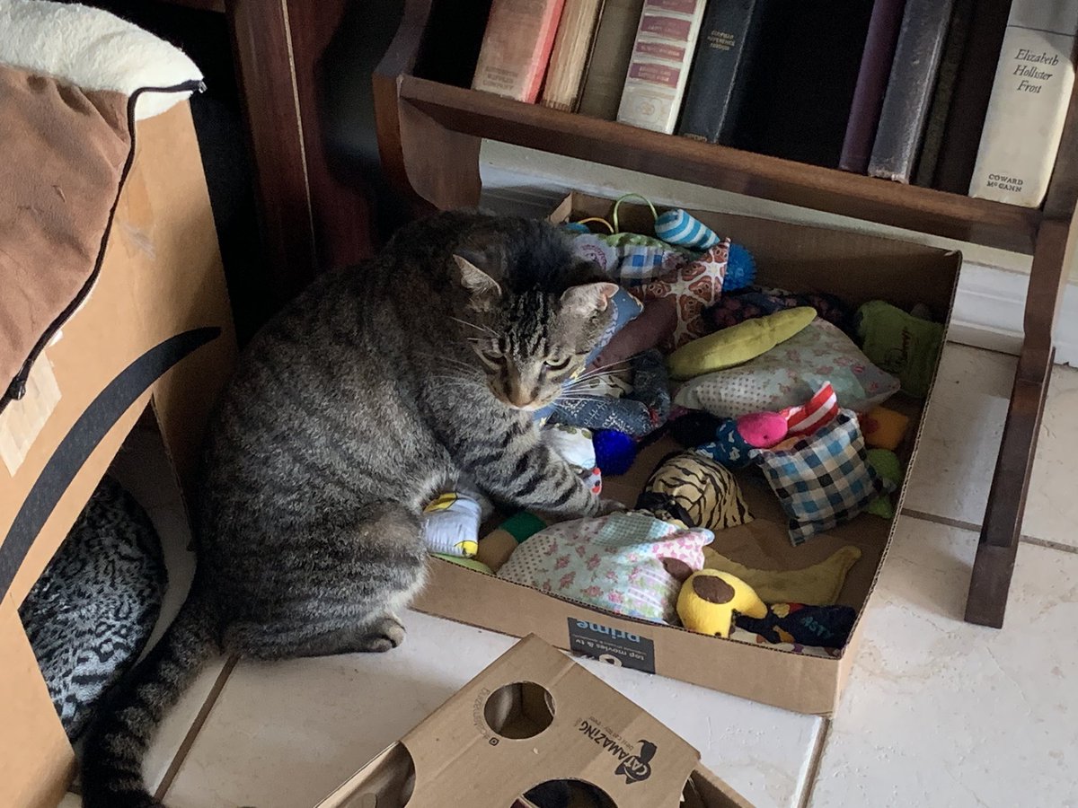 SkittlesFriends's tweet photo. Lone Wolf: Hello Everyone, in addition to it being #TunaTuesday Its also #ToyBoxTuesday as well. ๐บ๐พ๐ป
@hcarpenter98 @HoudiniDancing @ScooterMcPooter @NHVNaturalPet @NeuroNemo @TobiasandJasper @sweetgeorge48 @Pizzapuff15 @CatPuds @KhanCats @StrayLiotta @SJSM05353352 @scout0416 https://t.co/Q4g8hzSwI2