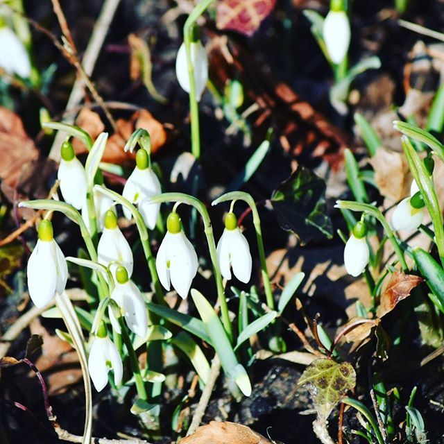 frankruel2's tweet photo. Itโs officially Spring! The Snow Drops are in full bloom at the Brewster Gristmill.... #capecod #newengland #firstflowersofspring #brewstergristmill #flowers https://t.co/bSAr9rPlbS https://t.co/ZGKQxZiHvc