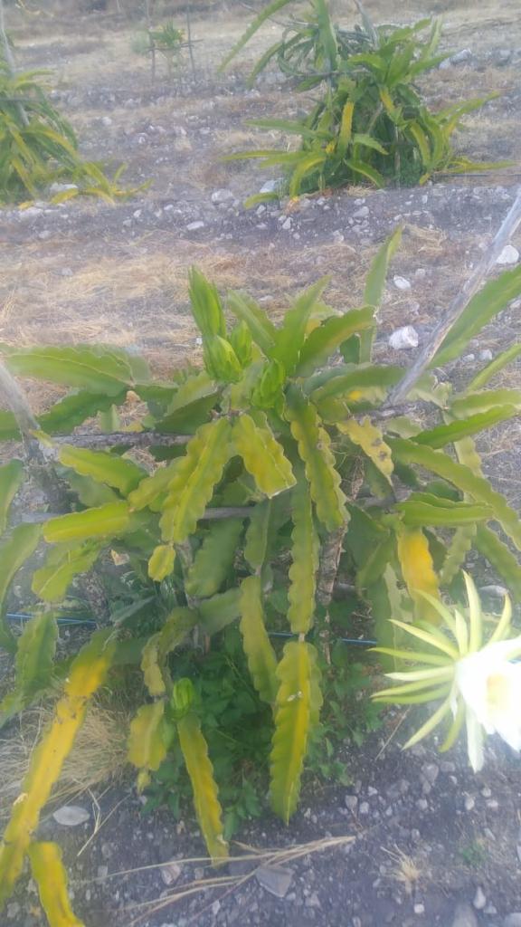 Nochtli3's tweet photo. #ComingSoon #DragonFruit #ArribaLaPitahaya https://t.co/6T2b1adcHn