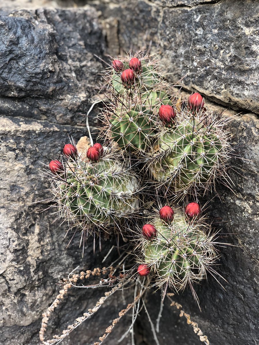 BaylorGirl2003's tweet photo. #HikeTheDavisMountains! #SchattleSpringBreak2019 @gwschattle281 @CSchattle @schattle3 https://t.co/mt8VosGbAM
