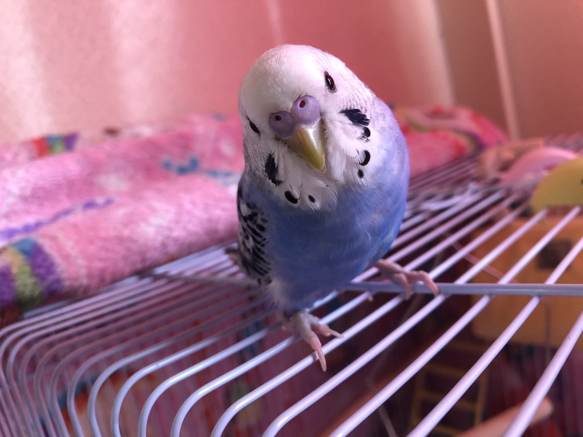 アロン セキセイインコ探してます Zodoa3racjygnyz Twitter