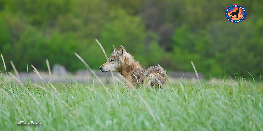 Help stop a delisting catastrophe! The @Interior is planning to remove most #graywolves from under the #EndangeredSpeciesAct in the lower 48 states, putting the future of the species in peril. Demand they keep their federal protections! dfnd.us/2F3Z35C #StopExctinction