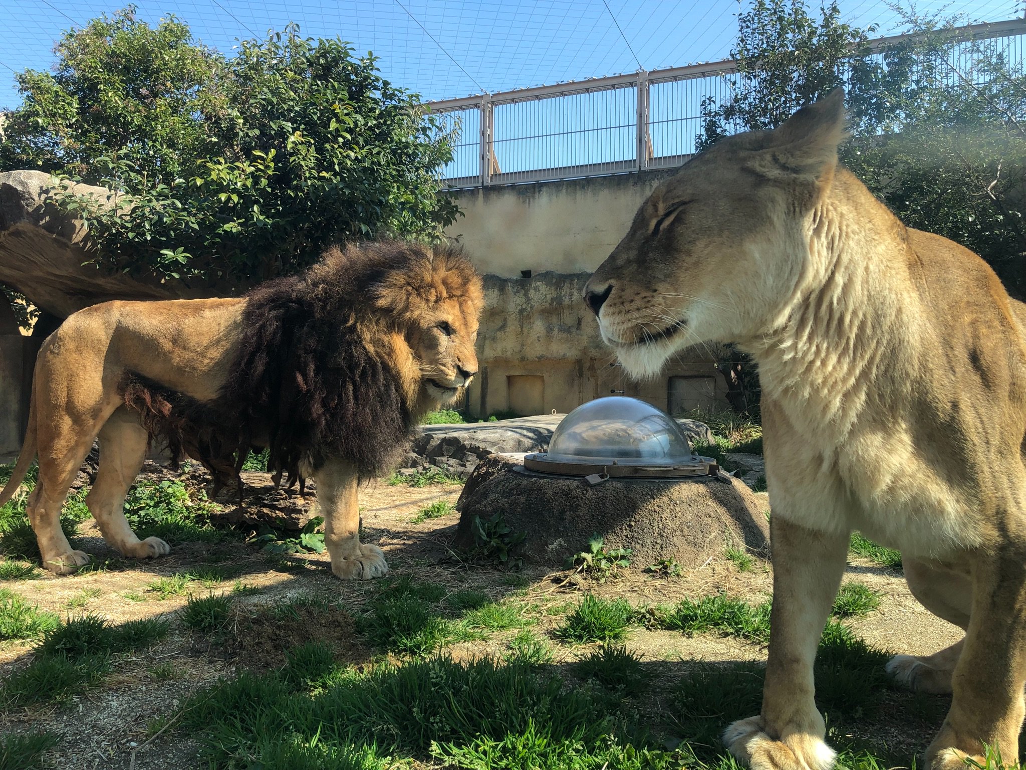 東武動物公園 公式 リュウくん Ar Twitter 朝から うららかな陽気ですね 東武動物公園 ライオン ストーム モカ